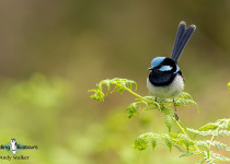 Superb Fairywren