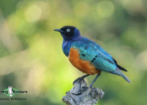 Superb Starling