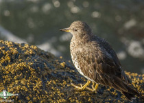 Surfbird