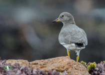 Surfbird