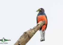 Surucua trogon