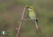 Swallow-tailed Bee-eater