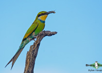 Swallow-tailed Bee-eater