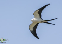 Swallow-tailed Kite