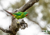 Swift Parrot