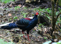 Swinhoe's Pheasant