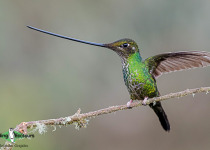 Sword-billed Hummingbird