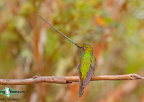 Sword-billed Hummingbird