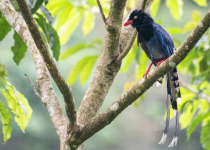 Taiwan Blue Magpie