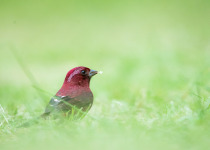 Taiwan Rosefinch