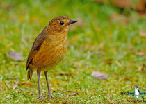 Tawny Antpitta