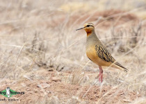 Tawny-throated Dotterel