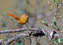 Tawny Tit-Spinetail
