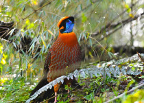 Temminck's tragopan