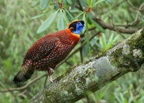 Temminck's tragopan