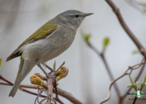 Tennessee Warbler