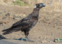 Thick-billed Raven