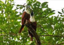 Three-wattled Bellbird