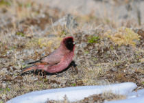 Tibetan Rosefinch