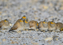 Tibetan Sandgrouse