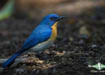 Tickell's blue flycatcher