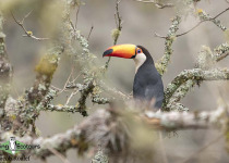 Toco Toucan
