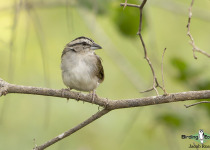Tocuyo Sparrow