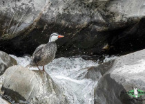 Torrent Duck