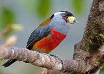 Toucan Barbet