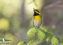 Townsend's Warbler