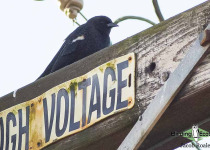 Tricolored Blackbird