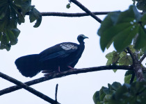Trinidad piping guan