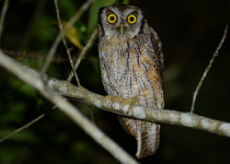 Tropical Screech Owl
