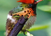 Tufted Coquette