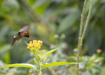 Tufted Coquette