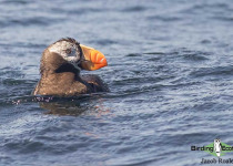 Tufted Puffin