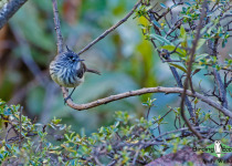 Tufted Tit-Tyrant