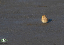 Twite