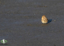 Twite