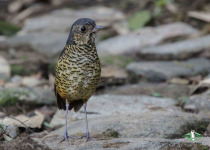 Undulated Antpitta