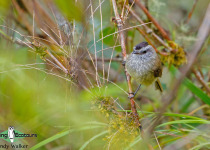 Unstreaked Tit-Tyrant