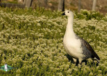 Upland Goose