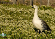 Upland Goose