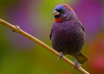 Varied Bunting