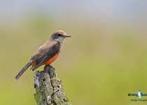 Vermilion Flycatcher