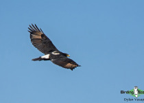 Verreaux's eagle