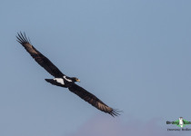 Verreaux's eagle