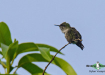 Vervain Hummingbird