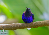 Violet Sabrewing