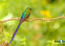 Violet-tailed Sylph